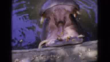 New Jersey USA (1965): Hippo In Water, Two Rhinoceros Laying In Dirt