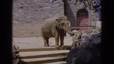 New Jersey USA (1965): Elephant Slowly Walks On A Hot Day In India