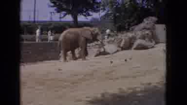 New Jersey USA (1965): A Bushel Of Flowers And An Elephant Walking Up A Hill