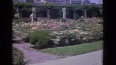New Jersey USA (1965): Beautiful Garden And Tiger