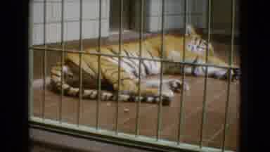 New Jersey USA (1965): Two Large Cats And A Horned, Hoofed Animal Behind Bars