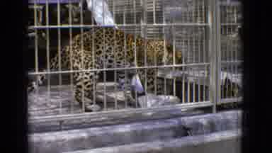 New Jersey USA (1965): Snake Leopard Sleeping Mountain Lion