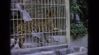 New Jersey USA (1965): Leopard In Cage At Zoo