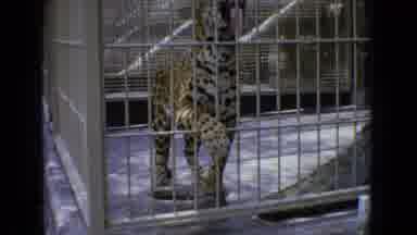 New Jersey USA-1965: Leopard Pacing and Lioness Resting in Cages