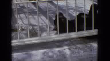 New Jersey USA (1965): Large Cats In Enclosures, Second Cat Is A Panther