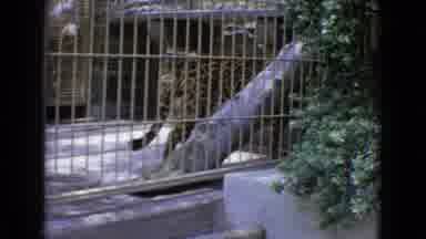 New Jersey USA (1965): Leopard In A Cage