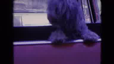 Athens Ohio USA (1966): Little Curious Gray Dog In A Red Car Watching A Kneeling