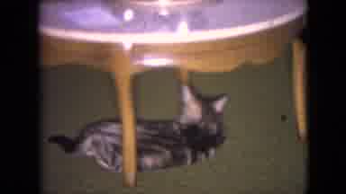 Athens Ohio USA (1966): Cat Licks Himself While Baby Cries