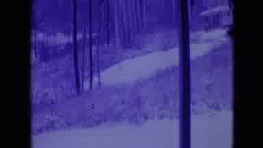 Athens Ohio USA (1966): Dark Forest From A Car