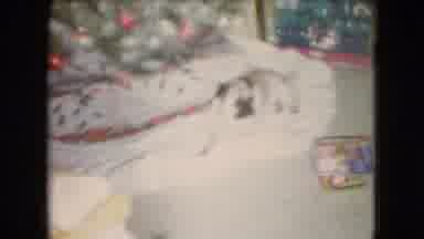 Athens Ohio USA (1966): Lady And Dog Around Tree