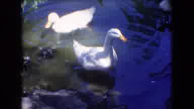 Athens Ohio USA (1966): Ducks Swimming In The Pond