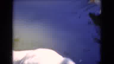 Athens Ohio USA (1966): Ducks Floating On A Pond And Feeding