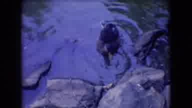 Athens Ohio USA (1966): Duck Swimming In Water