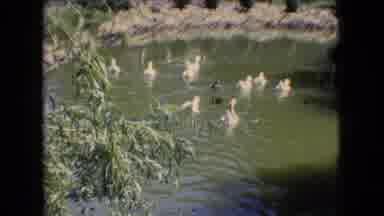 Athens Ohio USA (1966): Ducks Swimming In Pond Outdoors