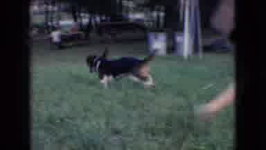 Athens Ohio USA (1966): The Best Day With Rags Our Pup And The Other Siblings