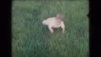 Athens Ohio USA (1966): Baby In A White Outfit Crawling Across A Green Lawn And