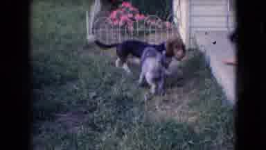 Athens Ohio USA (1966): Footage Of Dogs Cuts To Footage Of Children