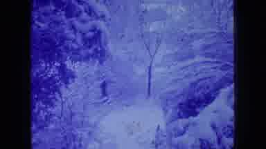 New Jersey USA (1966): Snow Covered Trees In A Forest