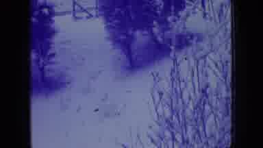 New Jersey USA (1966): Winter Garden With Snow
