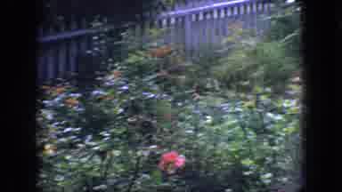 New Jersey USA (1966): Home Shot Video Of A Home Garden With Flowers And Fence