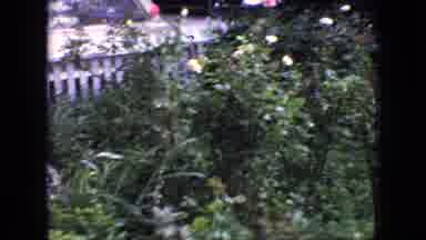 New Jersey USA (1966): Flowers And Fence In A Suburban Neighborhood