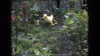 New Jersey USA (1966): Taking A Panoramic View Of One's Garden With Lots Of Plants