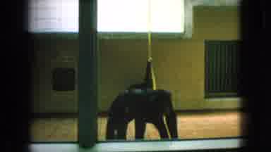 New Jersey USA (1966): Chimpanzees Interacting And A Zebra Grazing