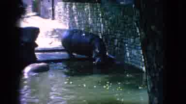 New Jersey USA (1966): Hippo's Sunbathing At The Zoo In A Park