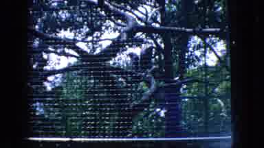 New Jersey USA (1966): The Vultures Lurk As The Predator Begins Its Hunt