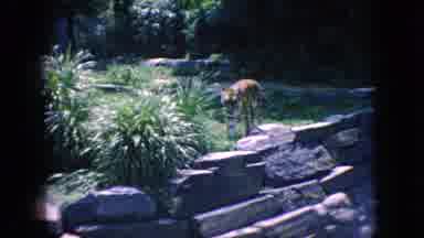 New Jersey USA (1966): Tiger And Monkey At Zoo