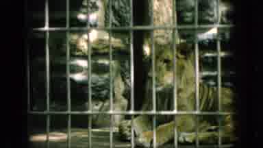 New Jersey USA (1966): Tiger In Captivity