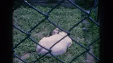 New Jersey USA (1966): Zoo Animals Vacation Trip