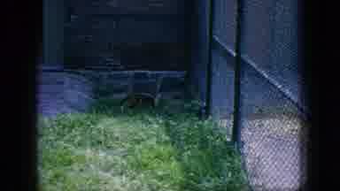 New Jersey USA (1966): Tiger And Lion In Cages