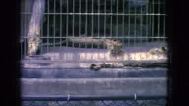 New Jersey USA (1966): Lions Lioness Black Panther Cats Walking Laying Cages