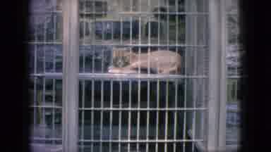New Jersey USA (1966): Two Large Cats In A Zoo One Is Pacing Around And One Is