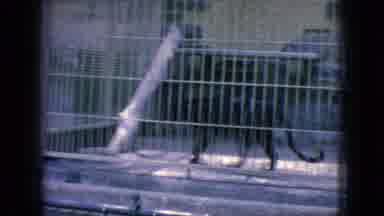 New Jersey USA (1966): Day At The Zoo