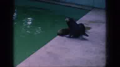 New Jersey USA (1966): Animals Swimming In Water