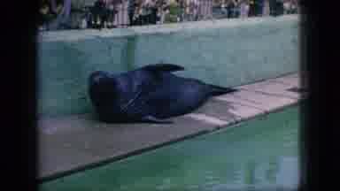 New Jersey USA (1966): Seal Takes A Pose In Front Of Visitors After Swim