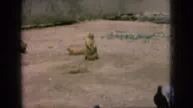 New Jersey USA (1966): A Groundhog Crawling Around, Surrounded By Pigeons