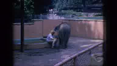 New Jersey USA (1966): Person With Baby Elephant In Zoo