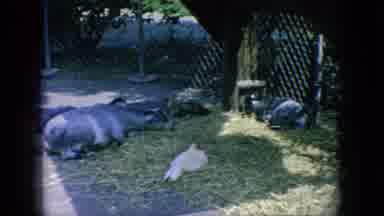 New Jersey USA (1966): Monkey Plays On Jungle Gym In Private Zoo