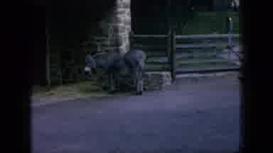 New Jersey USA (1966): A Fun Day At The Petting Zoo