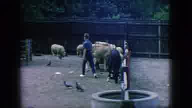 New Jersey USA (1966): Farm Family Caring For Cows