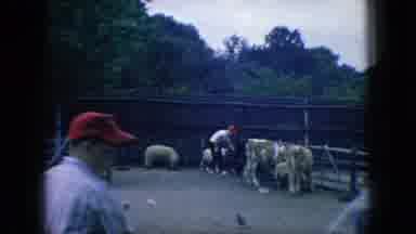 New Jersey USA (1966): Children Are Playing With Animals In The Farm