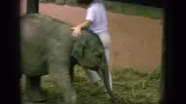 New Jersey USA (1966): Vintage Circus Act Baby Elephant Performing Circles