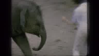 New Jersey USA (1966): Baby Elephant Following Lady Around Enclosure