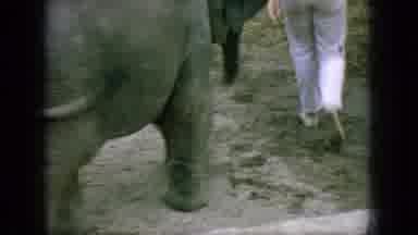 New Jersey USA (1966): Baby Elephants In The Zoo