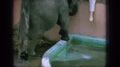 New Jersey USA (1966): Baby Elephant Goes After A Foot
