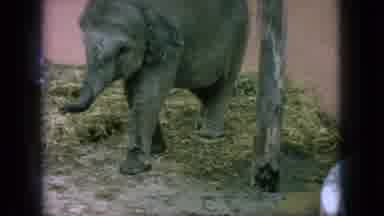 New Jersey USA (1966): Female Handler Gives A Treat To A Baby Elephant