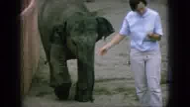 New Jersey USA (1966): The Woman Is Feeding The Baby Elephant At The Zoo